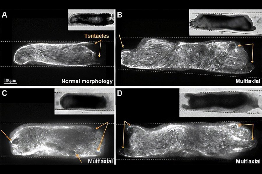 Ограничение тела гидры может привести к тому, что у нее вырастут две головы