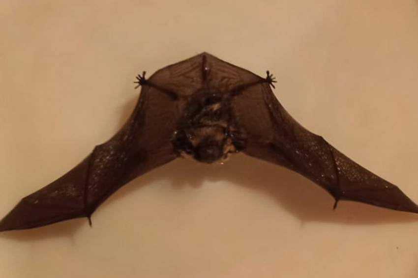 Science: у летучих мышей есть акустические когнитивные карты
