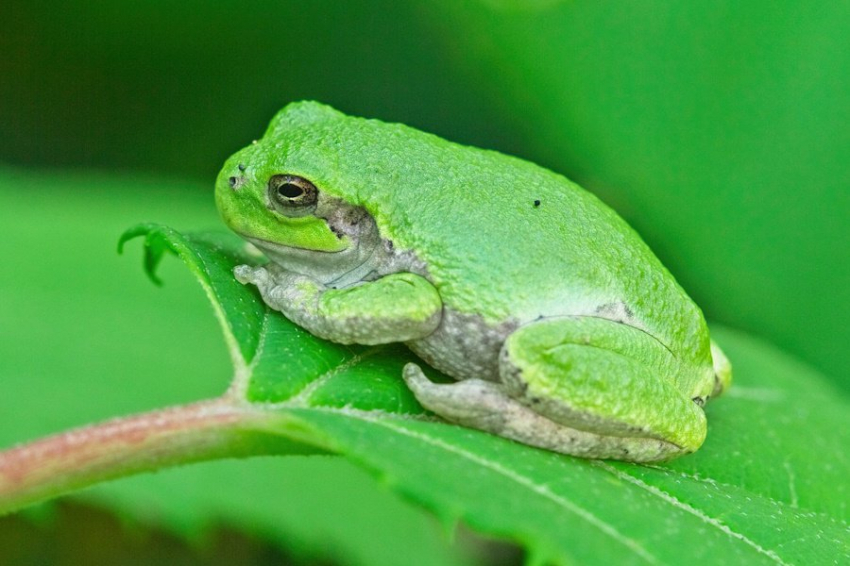 Чернобыльские квакши победили радиацию: ученые раскрыли секрет живучести амфибий