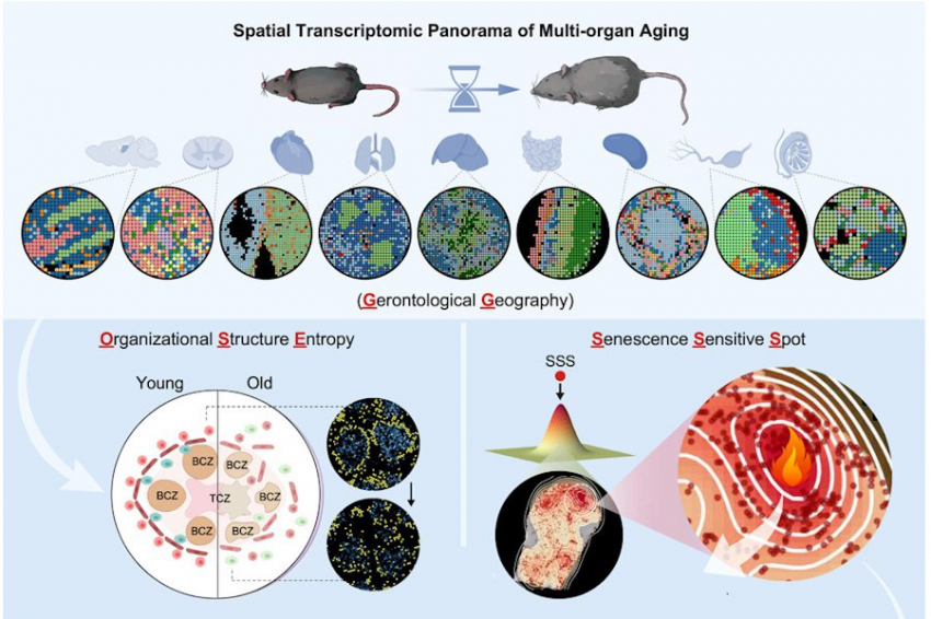 Возрастной «ускоритель»: как антитела влияют на процесс старения организма