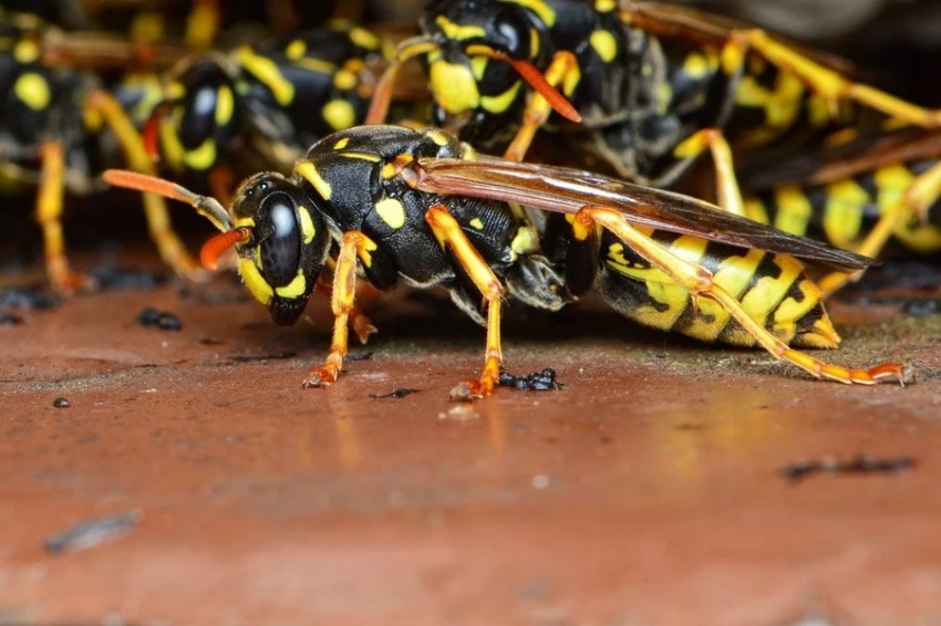 Размер бумажных ос больше в местах обитания, расположенных ближе к экватору