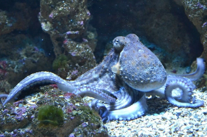 Профессор Оксфорда предполагает неожиданного преемника человека на Земле