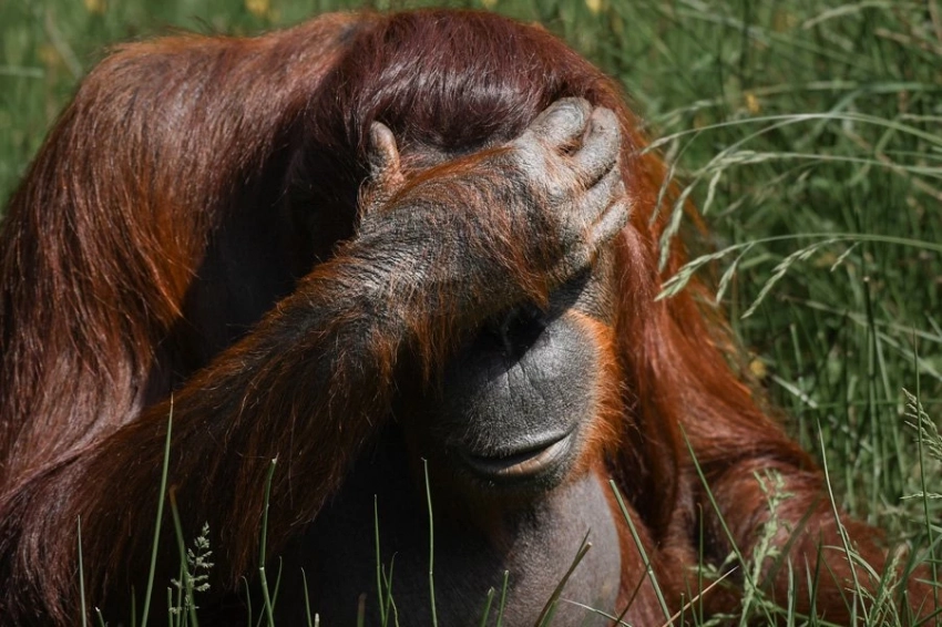 Человекообразные обезьяны визуально отслеживают события, как и люди