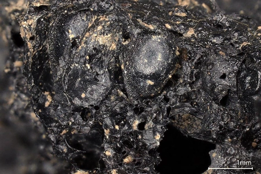 В Ирландии впервые был обнаружен инжир возрастом более 2000 лет