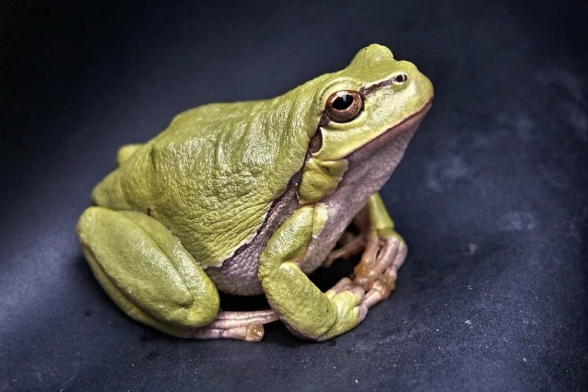 Миф о «радиационно устойчивых» лягушках Чернобыля развенчан учеными