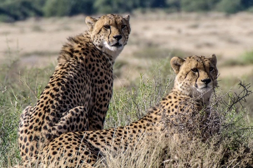 RSEC: леопардов можно узнать по их уникальному рыку