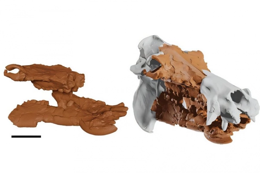 Ученые реконструировали череп древнего критского бегемота