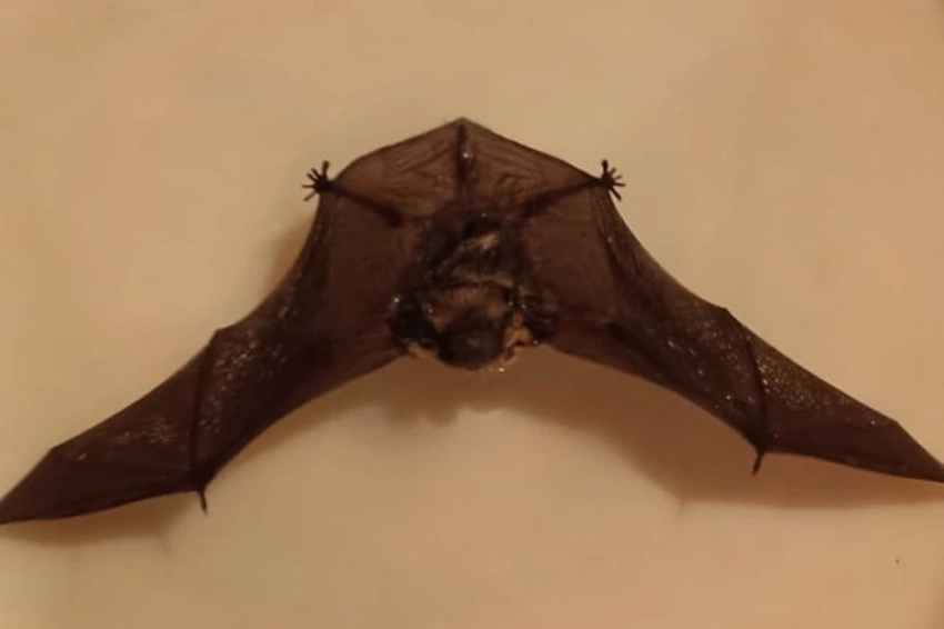 Мигрирующие летучие мыши скользят по теплым ветрам и пролетают сотни километров