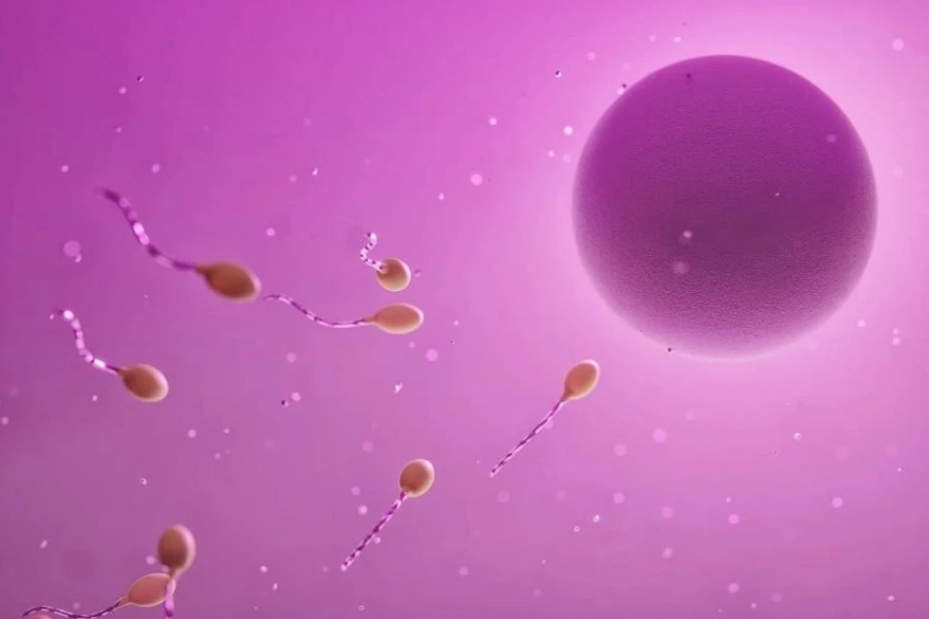Израильские биологи раскрыли механизм "подготовки" яйцеклетки к зачатию