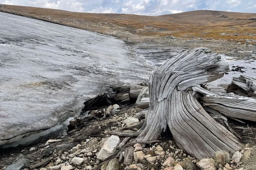 Тающий лед обнажает тысячелетний лес, погребенный в Скалистых горах