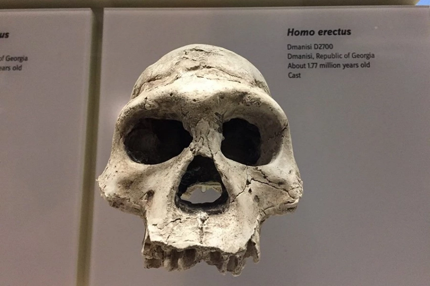 Homo erectus адаптировался к суровым пустыням 1,2 миллиона лет назад