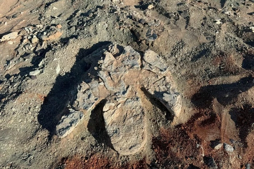 Обнаружены возможные доказательства существования гигантского зауролофа